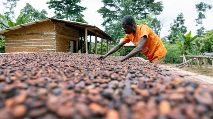 El precio del cacao alcanza un nuevo récord histórico