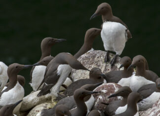 Miles de aves marinas murieron en Alaska en el mayor deceso de vertebrados en la historia