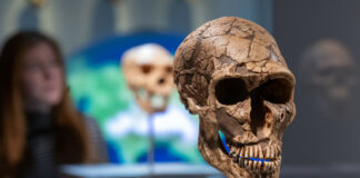 ¿Tienes el gen neandertal? La respuesta puede estar en tus dientes