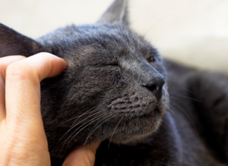 Mujer demanda a su esposo porque le da más atención a su gato que a ella
