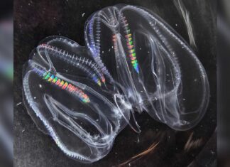 Cómo es el animal más antiguo de la Tierra que puede fusionarse con otro
