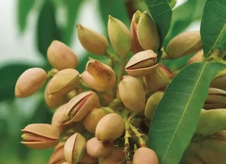 El fruto seco que regula el colesterol, cuida los huesos y protege contra el envejecimiento