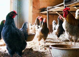 Gripe aviar y escasez de huevos en EEUU, se disparan precios