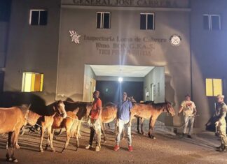 Recuperan ganado y detienen a 1,695 haitianos indocumentados durante operativos