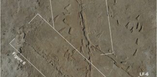 Descubren huellas de antiguos vehículos de hace 23 mil años