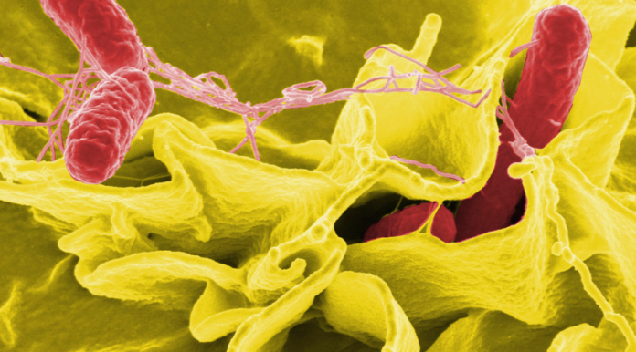 Científicos chinos crean una bacteria que revolucionaría el tratamiento del cáncer