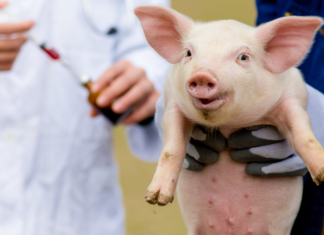 China realiza el primer trasplante de hígado de cerdo transgénico a un humano