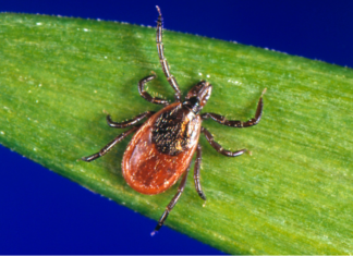 Las garrapatas pueden provocar alergia a la carne