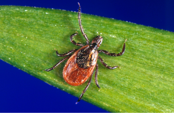 Las garrapatas pueden provocar alergia a la carne