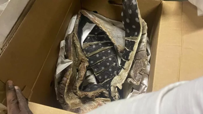 Decomisan 259 libras de tortuga tinglar