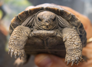 Una tortuga de Galápagos se convierte en madre por primera vez a los 100 años