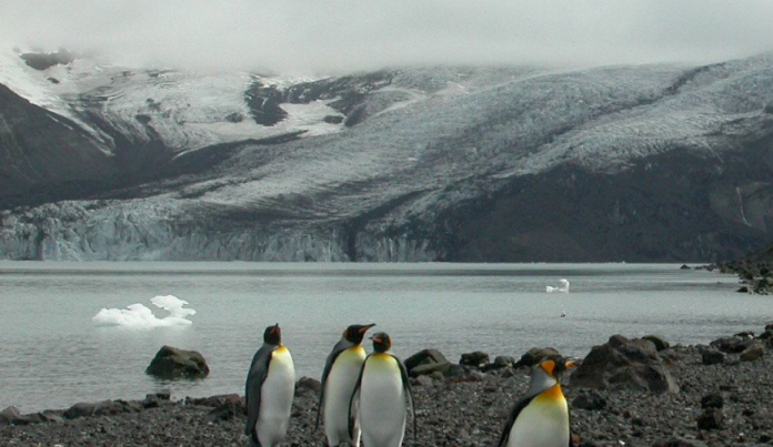 Trump castiga con aranceles a islas habitadas solo por pingüinos