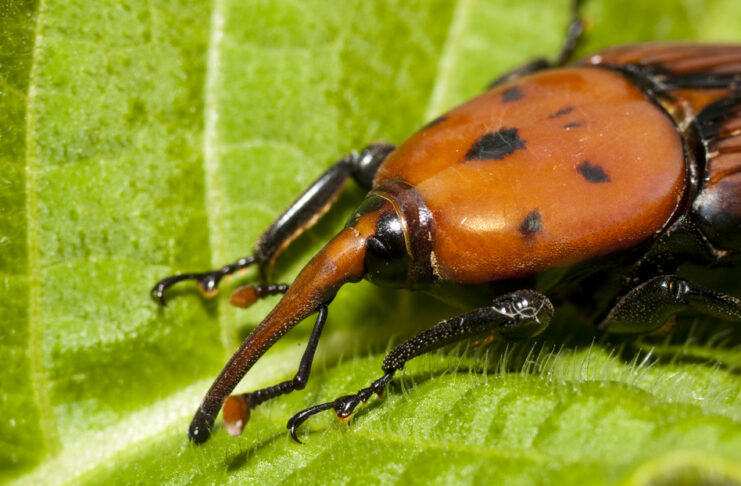 Pequeño insecto desata una emergencia ambiental en Uruguay