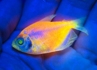 Ciencia, tráfico y crímenes: Los peces que alimentan una lucrativa mafia en Brasil