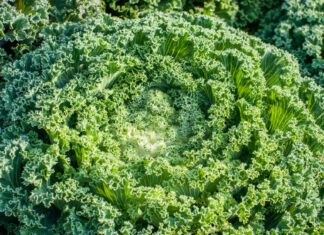 Este ‘superalimento’ verde protege su corazón, huesos y visión