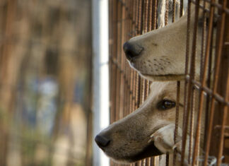 Marina de EE.UU. pone fin a los «estudios inhumanos» con gatos y perros