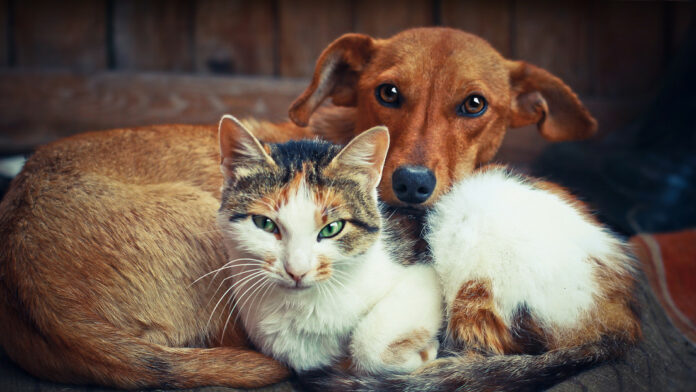 Por qué los gatos viven más que los perros