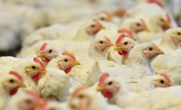 RD suspende la compra de pollo a Brasil por gripe aviar