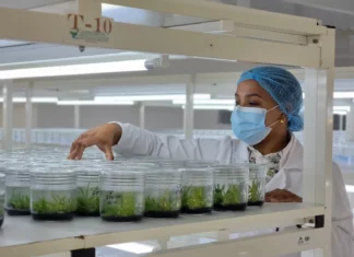 RD produce anualmente un millón y medio de plantas In Vitro a través de laboratorio Biovega