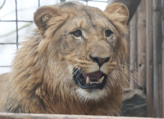 Adopta un león y termina devorado