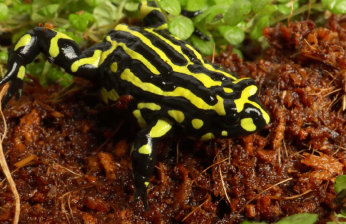 La sorprendente rana que no salta, tiene un ADN colosal y está al borde de la extinción