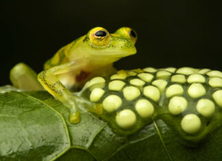 Experimento que permite ‘resucitar’ un bosque tropical en Suramérica