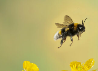 China crea la primera abeja cíborg