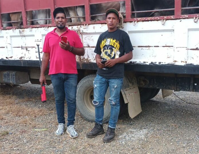 Detienen camión con 22 reses sin permiso en Dajabón