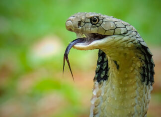 Un niño de 2 años mata a una cobra mordiéndole la cabeza