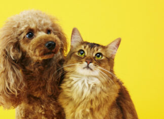 Descubren un nuevo e increíble beneficio de tener gatos y perros
