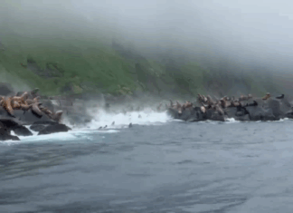 Leones marinos escapan del tsunami en el Lejano Oriente ruso
