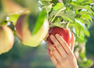 La poderosa fruta que es capaz de proteger el corazón, la digestión y el sistema inmune