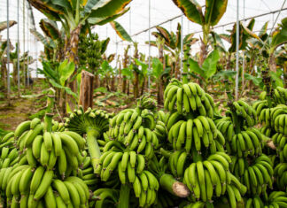 Rusia empieza a cultivar plátanos