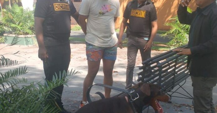 Conocerán solicitud de coerción contra hombre que lanzó a un perro desde una torre