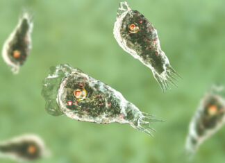Detectan la mortífera ameba comecerebro en agua potable