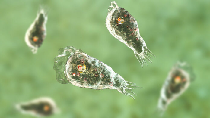 Detectan la mortífera ameba comecerebro en agua potable