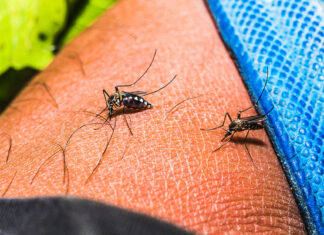 China recurre al canibalismo para combatir la chikungunya