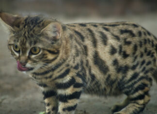 Este es el felino más mortífero de la Tierra