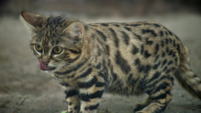 Este es el felino más mortífero de la Tierra