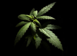 ¿Legalización de la marihuana en México? Esto dice Sheinbaum