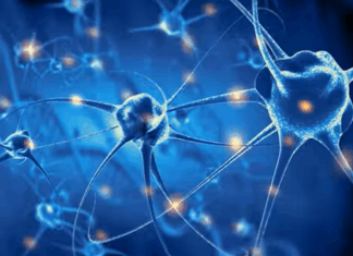 Convierten células madre humanas en neuronas productoras de dopamina para aliviar la depresión