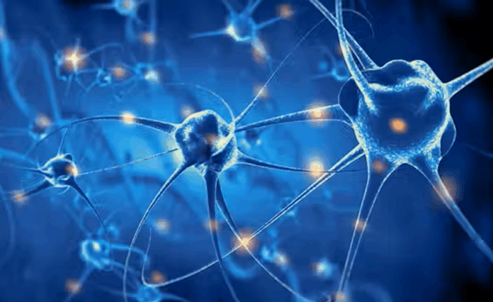Convierten células madre humanas en neuronas productoras de dopamina para aliviar la depresión