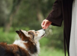 Mujer muere tras ser lamida por el perro de su nieta en una herida