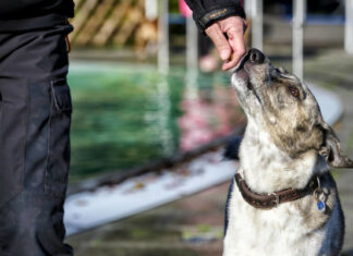 Pueden leer tu mente: la sorprendente capacidad de los perros