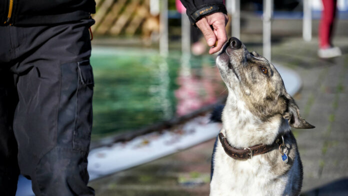 Pueden leer tu mente: la sorprendente capacidad de los perros