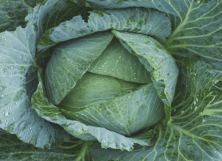 Cuáles son los 9 beneficios del repollo para la salud