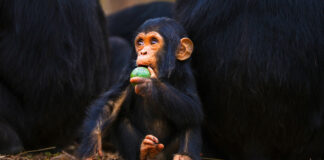 Científicos chinos logran revertir la vejez, de momento en primates