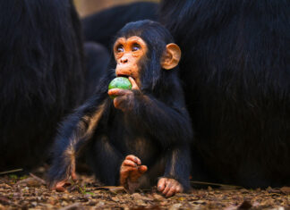 Científicos chinos logran revertir la vejez, de momento en primates