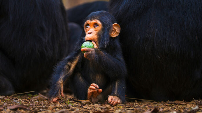 Científicos chinos logran revertir la vejez, de momento en primates