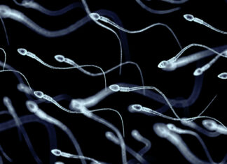 Microrrobots hechos con espermatozoides, la nueva esperanza contra la infertilidad